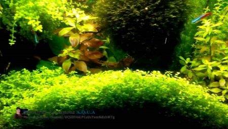 Ground cover plants in the aquarium