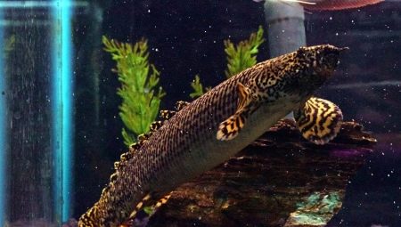 Polypterus: features, species and content of fish