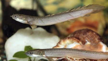 Polypterus senegalese: description and content in the aquarium