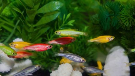 Poissons d'aquarium rayés: types et caractéristiques