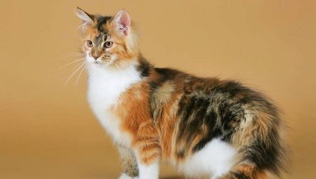 인기있는 고양이 색상