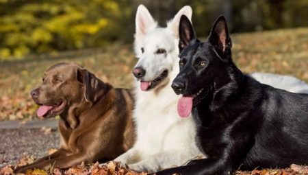 Popular dog breeds