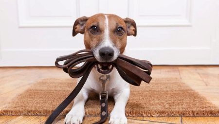 Rules for walking and keeping dogs