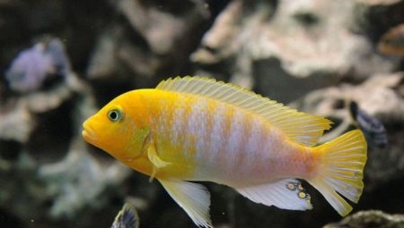 Pseudotrophies: varieties, choices and nuances of care