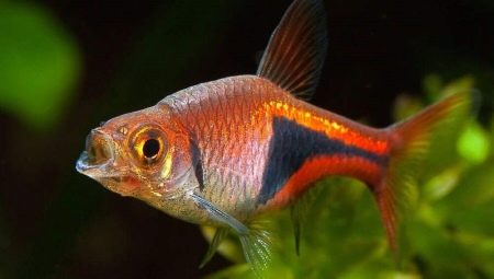 Wedge-spotted rasbora: description and subtleties of care