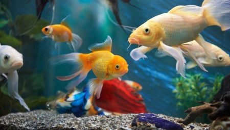 Poissons colorés : variétés et conseils de conservation