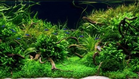 Varieties of live plants for the aquarium and their cultivation