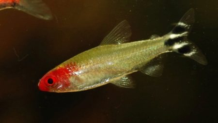 Rhodostomuses: what do they look like and how to care for them?