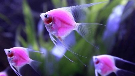 Pink aquarium fish: an overview of the species and recommendations for care