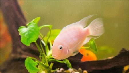 Flamingo fish: description, care, breeding and compatibility