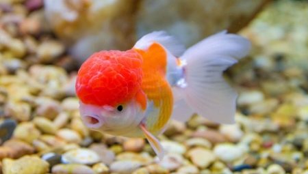 Lionhead fish: description, keeping rules and breeding
