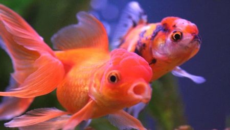 Oranda fish: features, types and content