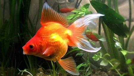Veil-tail fish: description, varieties, content and breeding
