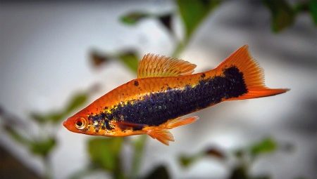 Swordfish: varieties, selection, care, reproduction