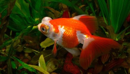 Telescope fish: varieties and care tips