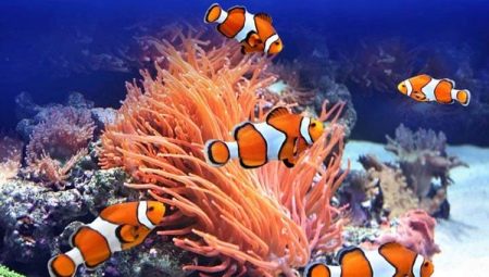 Clown fish: varieties and rules for keeping in an aquarium