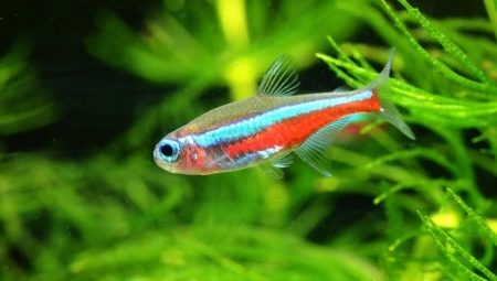 Neon fish: varieties, selection, care and reproduction