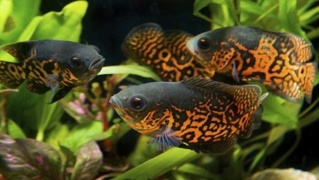 Who do astronotuses get along with in an aquarium?