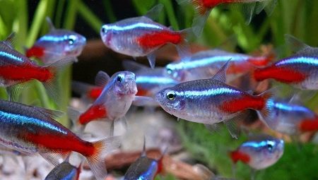Who do the neon fish get along with in the aquarium?
