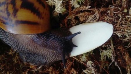 Sepia for snails: what does it look like and how to feed them?