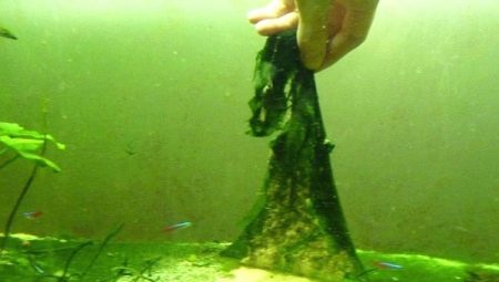 Blue-green algae in the aquarium: causes and ways to combat