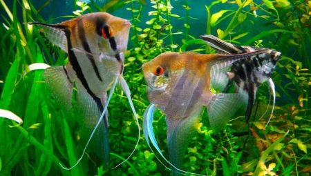 Scalaria koi: description and content