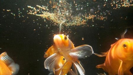 How many days can fish live without food?