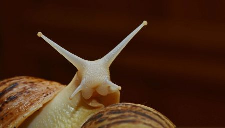 How many years do Achatina grow and to what size do they grow?