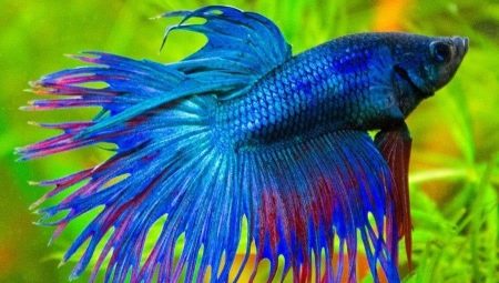 How many years does the cockerel fish live and how to prolong its existence?