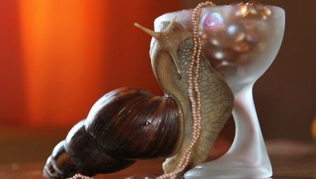 How many years do snails live?
