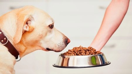 How much dry food should you give your dog a day?