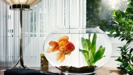 How long do aquarium fish live?