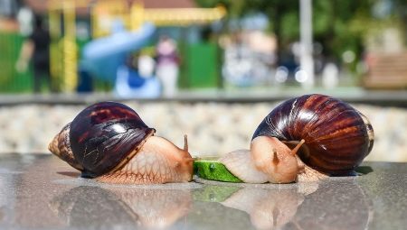 Maintenance and care of Achatina snails at home