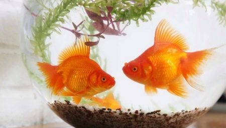 Keeping and caring for goldfish