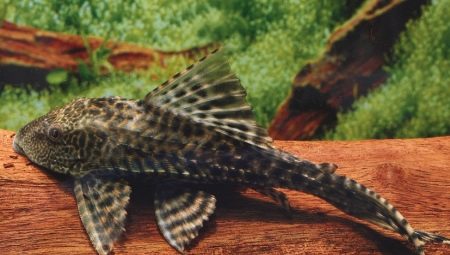 Catfish pterygoplicht: variétés et recommandations d'entretien