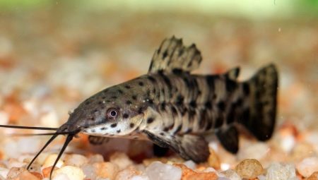 Catfish tarakatum: description, content, reproduction and compatibility