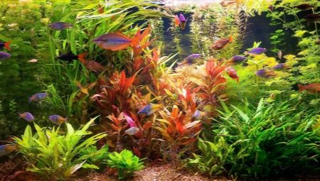 Aquarium fish compatibility: who gets along with whom?