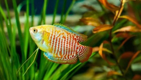 Compatibilité de Lalius avec d'autres poissons