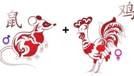 Rooster and Rat compatibility in the Eastern calendar