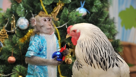 Compatibility of Roosters and Monkeys in friendship, work and love