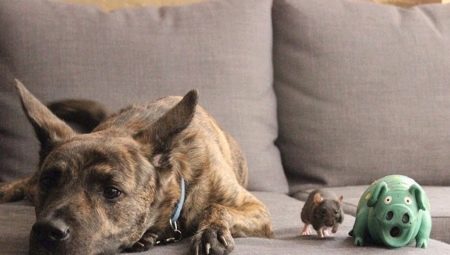 Dog and Rat Compatibility