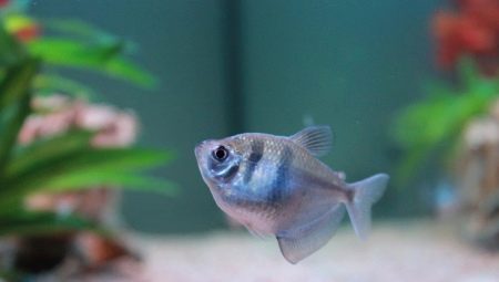 Thornsia compatibility with other fish