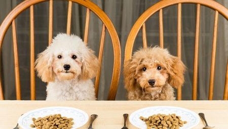 Comparison of different food classes for dogs