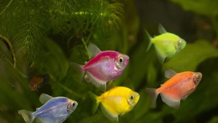 Thornsia glofish: maintenance, breeding and care