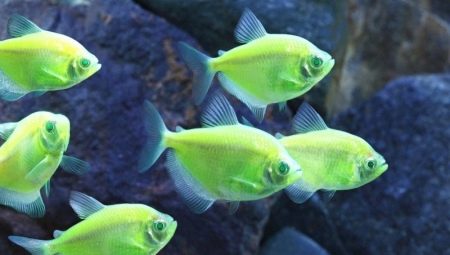 Thorny caramel: keeping and caring for aquarium fish