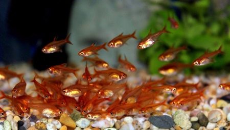 Tetra amanda: maintenance, care and breeding