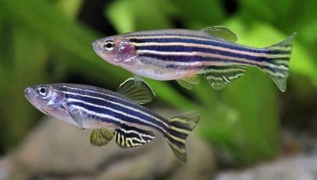 The intricacies of keeping zebrafish fish