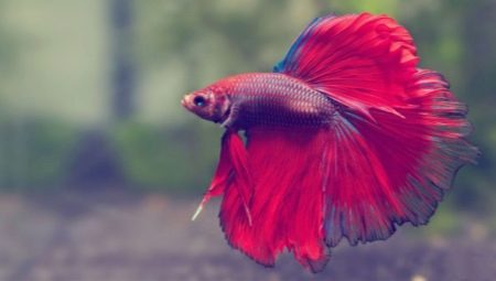 Subtleties of keeping fish cockerel and basic recommendations for care