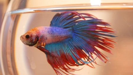 Care and maintenance of a cockerel fish in a mini-aquarium