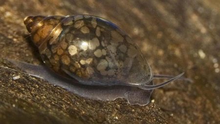 Theodoxus snails: description, rules of keeping and breeding